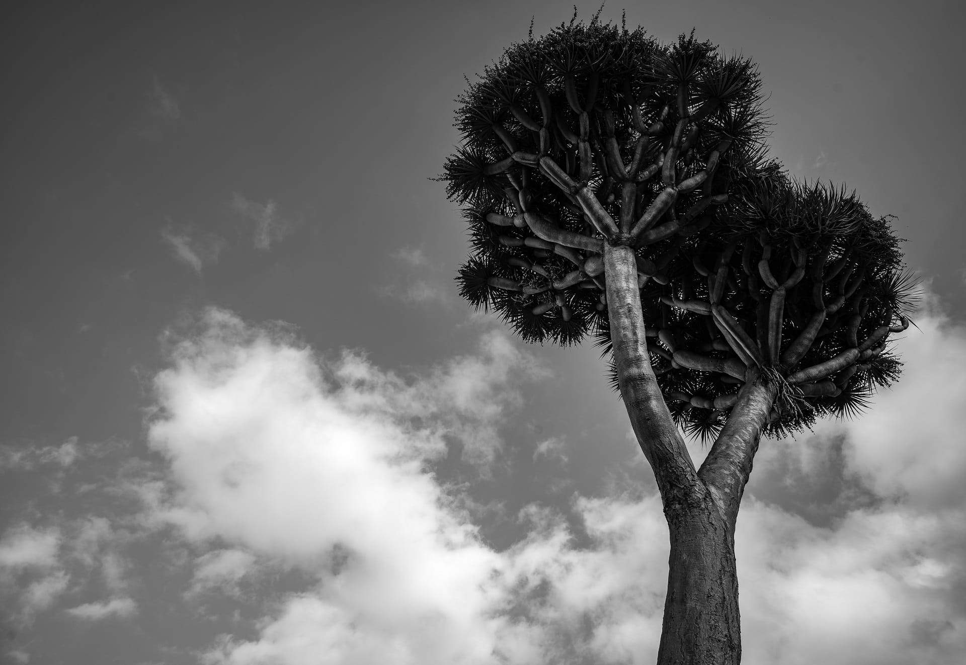 teneryfa_da54_designalive-13