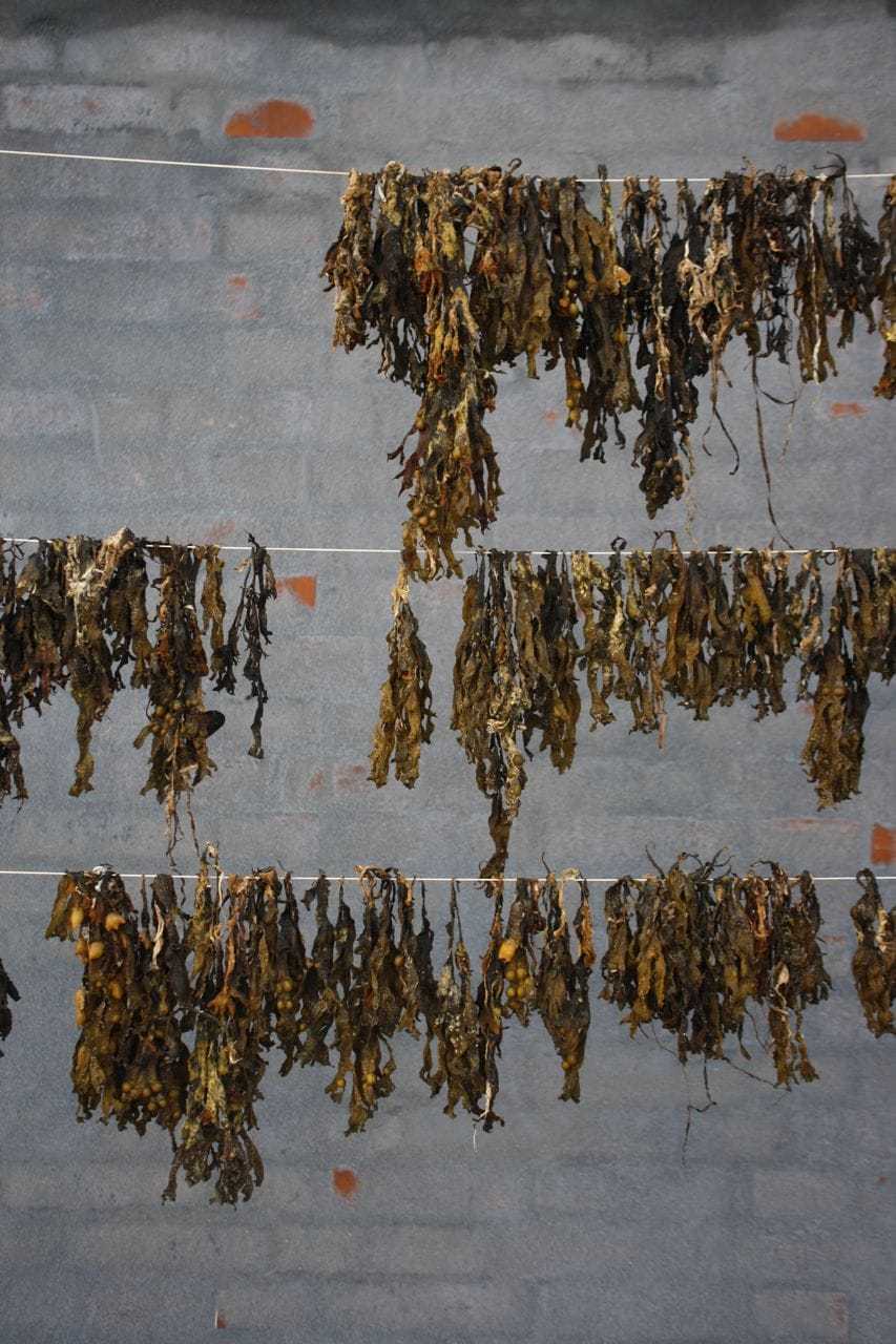 terroir_production_driedseaweedni