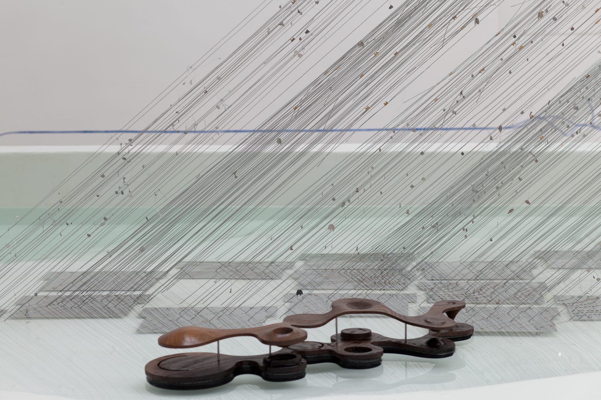 amplifying_nature_exhibition_fot_anna_zagrodzka-14