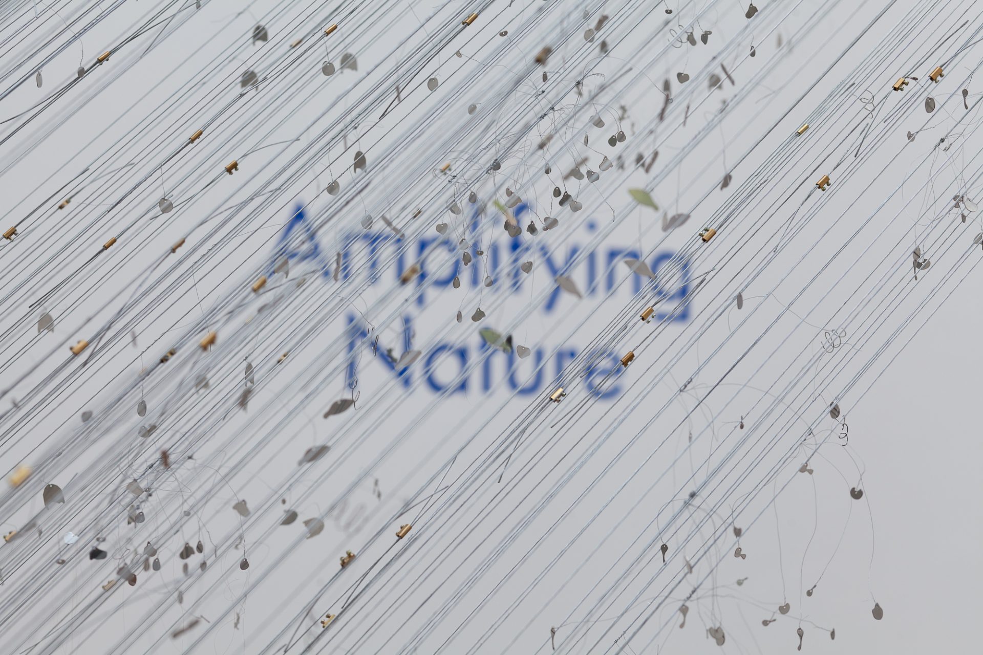 amplifying_nature_exhibition_fot_anna_zagrodzka-9