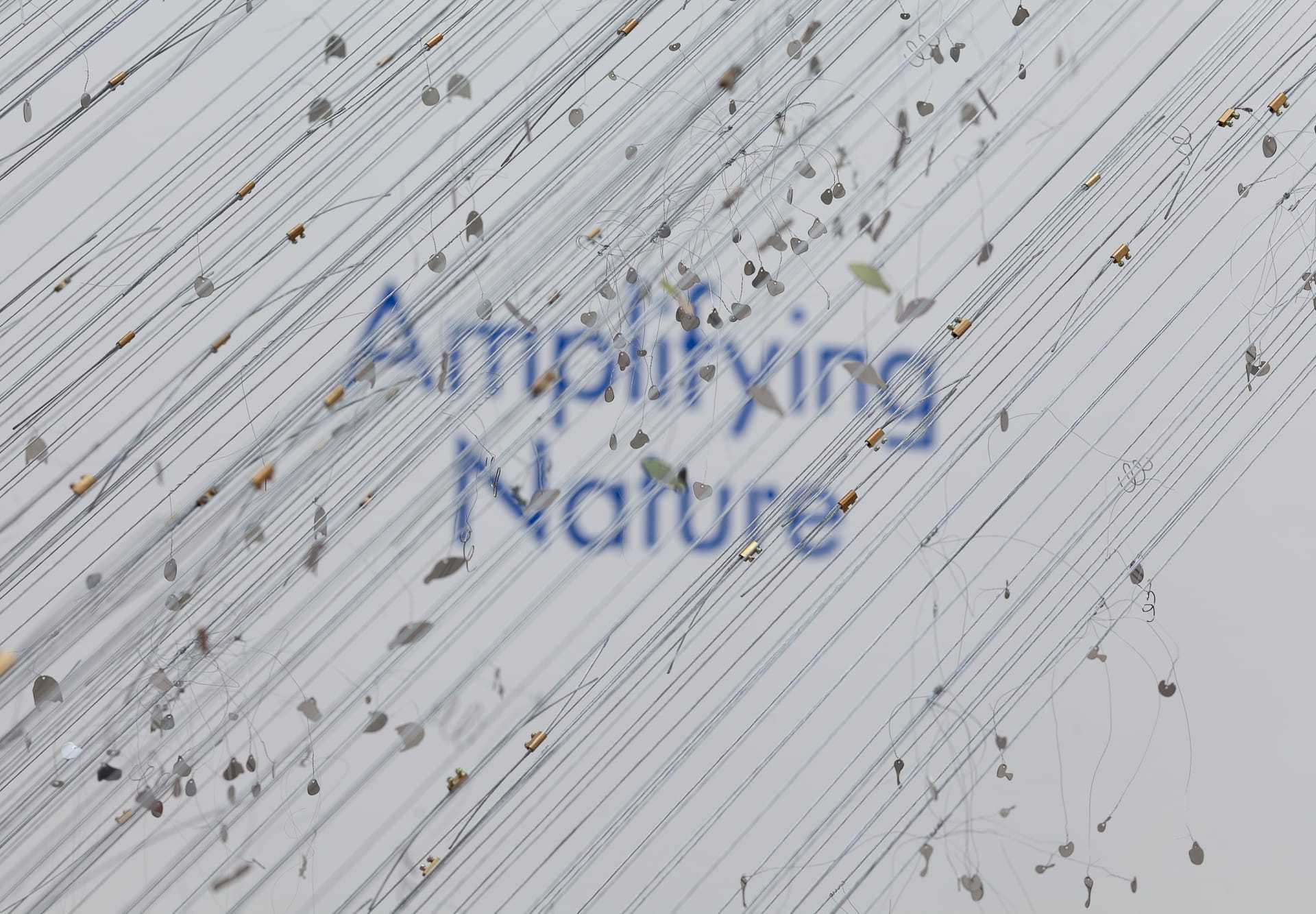 amplifying_nature_exhibition_fot_anna_zagrodzka-9