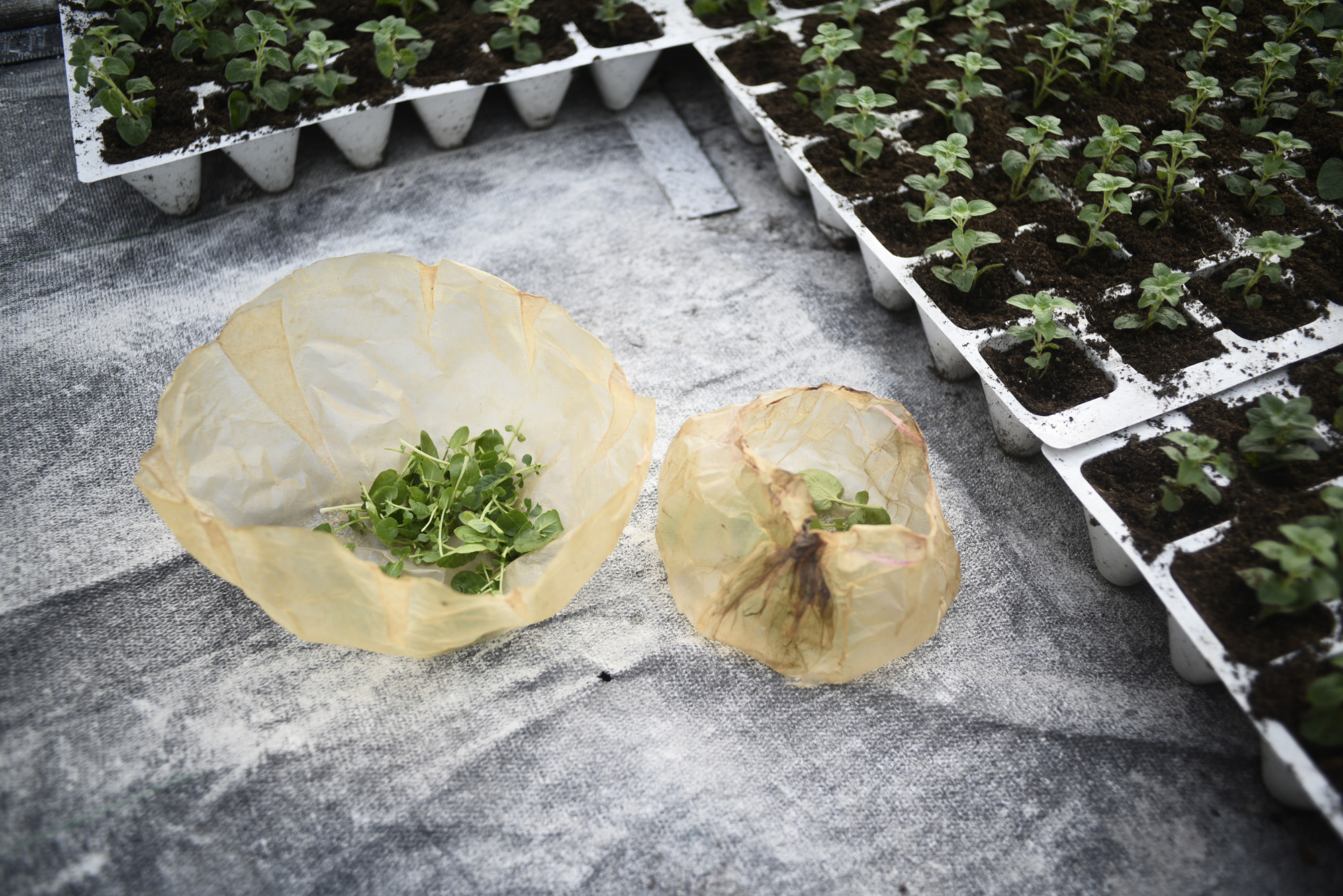 Unia wprowadza zakaz produktów plastikowych. SCOBY to alternatywa!